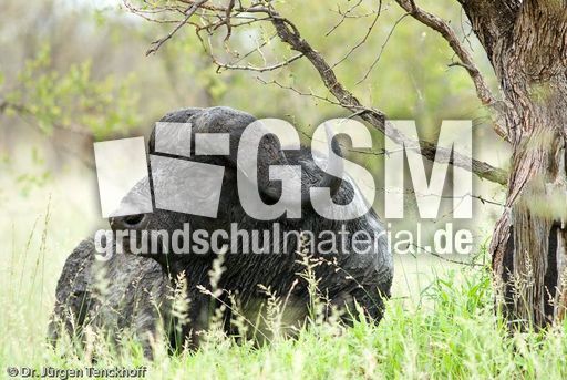 Afrikanischer Büffel (85 von 102).jpg